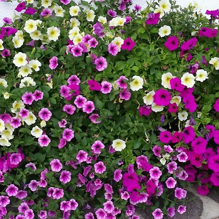 Haus Waldesruh 아파트