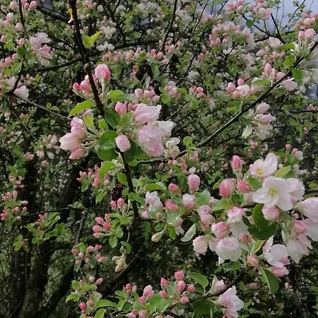 Apartmán Haus Waldesruh