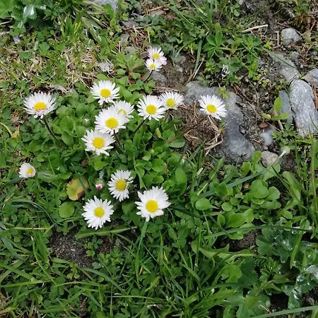 아파트 Haus Waldesruh