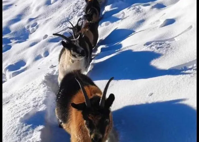 Haus Waldesruh Lägenhet Neustift im Stubaital