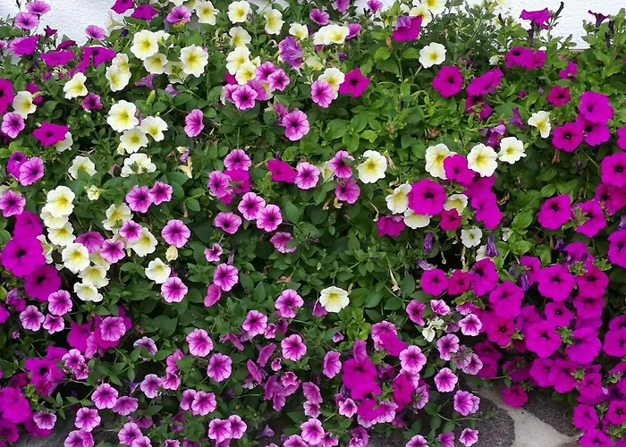 Haus Waldesruh Lejlighed